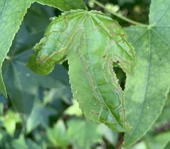 Phyllocnistis liquidambarisella
