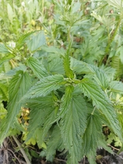 Urtica dioica