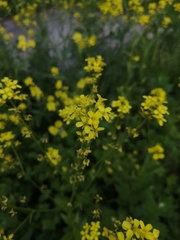 Bunias orientalis