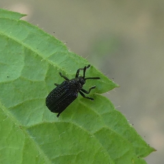 Microrhopala excavata