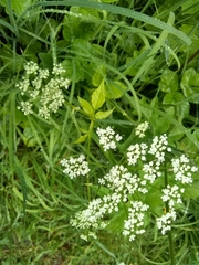 Angiospermae