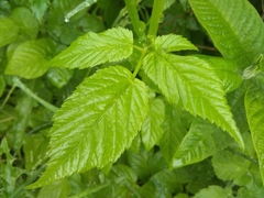 Angiospermae
