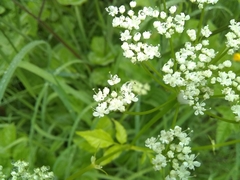 Angiospermae