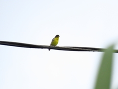 Spinus psaltria