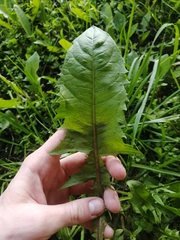 Taraxacum officinale