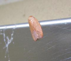 Sparganothis demissana