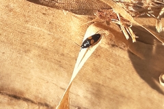 Drapetes mordelloides