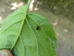 Microrhopala excavata