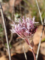Monardella hypoleuca hypoleuca