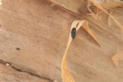 Drapetes mordelloides