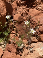 Sabulina nuttallii