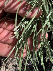 Eriogonum brevicaule laxifolium