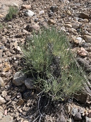 Eriogonum brevicaule laxifolium