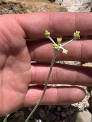 Eriogonum brevicaule laxifolium