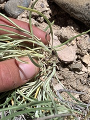 Eriogonum brevicaule laxifolium