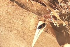 Drapetes mordelloides