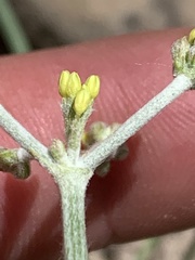 Eriogonum brevicaule laxifolium