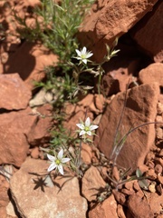 Sabulina nuttallii