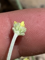 Eriogonum brevicaule laxifolium