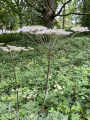 Anthriscus sylvestris