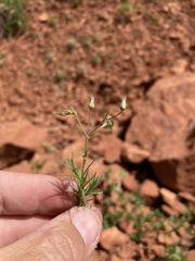 Sabulina nuttallii