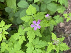 Geranium robertianum