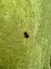 Meracantha contracta