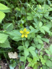 Geum urbanum