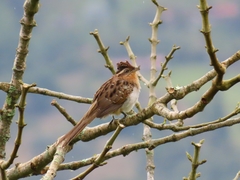 Tapera naevia