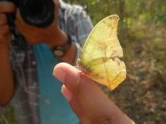 Zaretis callidryas