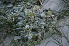 Arctotheca populifolia