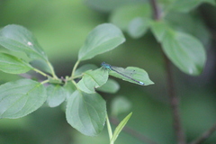 Enallagma geminatum