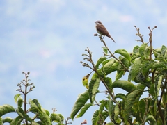 Legatus leucophaius