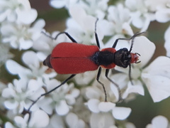 Malachius coccineus
