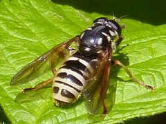 Temnostoma excentrica