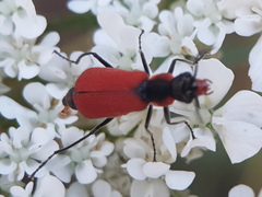 Malachius coccineus