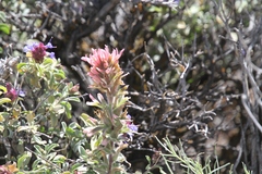Castilleja angustifolia