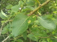 Insecta