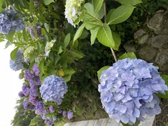 Hydrangea macrophylla