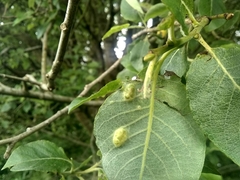 Insecta