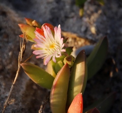 Delosperma guthriei