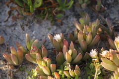 Delosperma guthriei
