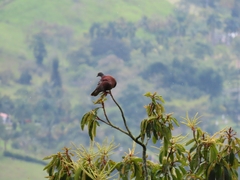 Patagioenas cayennensis