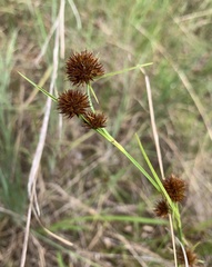 Rhynchospora microcephala