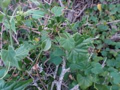 Kedrostis nana