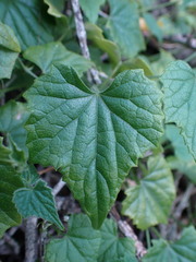 Kedrostis nana
