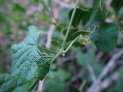 Kedrostis nana