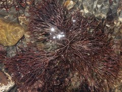 Furcellaria lumbricalis