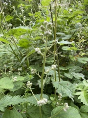Rubus fruticosus