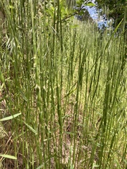 Aegilops cylindrica